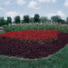Salvia Vista Red Flower Seeds - ChhajedGarden.com
