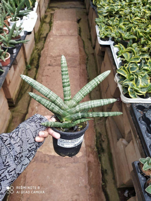 Indoor Sansevieria Cylindrica Boncel Plant 