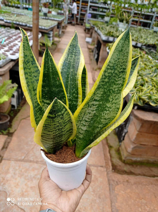 futura superba sansevieria Buy Snake Plant Superba Online India at Lowest Price – ChhajedGarden.com
