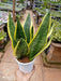 Sansevieria Futura Superba Green Yellow Color Plant - CGASPL