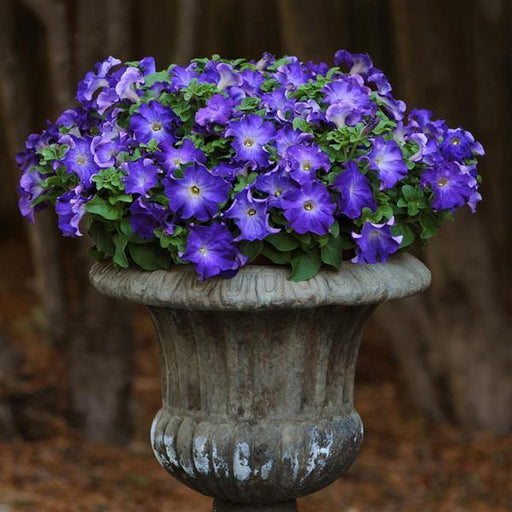Petunia Decorative Sophistica Blue Morn Flower Seeds - CGASPL