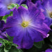 Petunia Decorative Sophistica Blue Morn Flower Seeds - CGASPL