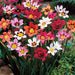 Sparaxis Mixed Flower Bulbs (Pack of 10 Bulbs) - CGASPL