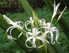 Spider lily White Flower Bulbs (Pack of 6) - CGASPL