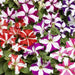 Petunia Single Gf. Tritunia Star Mix Flower Seeds - CGASPL
