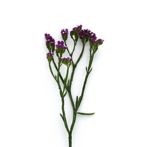 Statice QIS Purple Flower Seeds - CGASPL