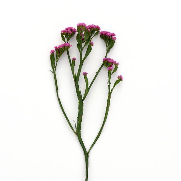 Statice QIS Rose Flower Seeds - CGASPL