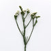 Statice QIS White Flower Seeds - CGASPL
