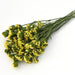 Statice QIS Yellow Flower Seeds - CGASPL