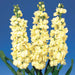 Stock Cheerful Yellow Flower seeds - CGASPL