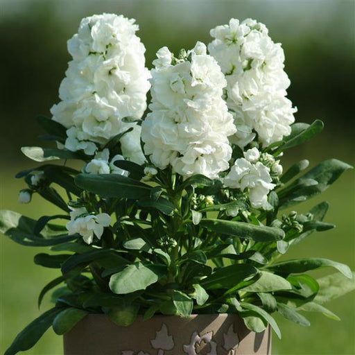 Stock Hot Cake White Flower Seeds - ChhajedGarden.com