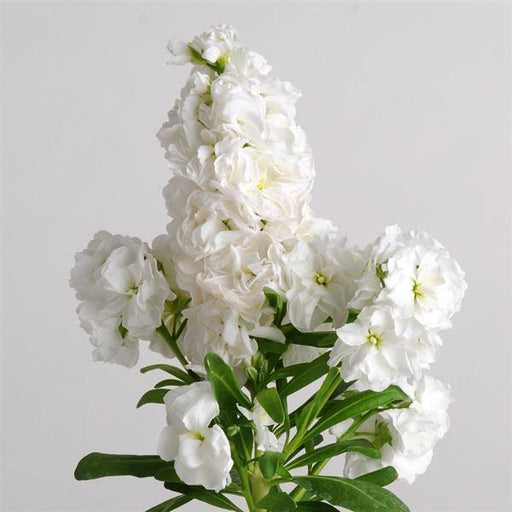 Stock Hot Cake White Flower Seeds - ChhajedGarden.com