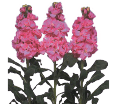 Stock Iron Deep Pink Flower Seeds - ChhajedGarden.com