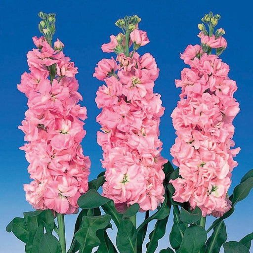 Stock Iron Pink Flower Seeds - ChhajedGarden.com