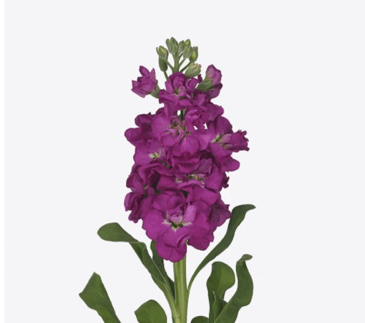 Stock Iron Purple Flower Seeds - ChhajedGarden.com