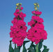 Stock Iron Rose Flower Seeds - ChhajedGarden.com