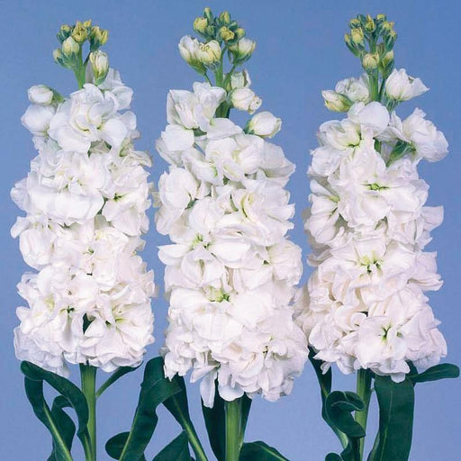 Stock Iron White Flower Seeds - ChhajedGarden.com