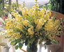 Stock Tall Noble Yellow Flower Seeds - ChhajedGarden.com