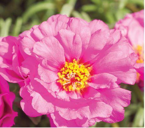 Portulaca Sunseeker Light Pink Flower Seeds - CGASPL