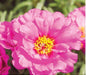 Portulaca Sunseeker Light Pink Flower Seeds - CGASPL