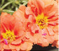 Portulaca Sunseeker Orange Flower Seeds - CGASPL