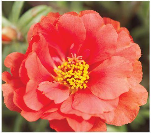 Portulaca Sunseeker Red Flower Seeds - CGASPL