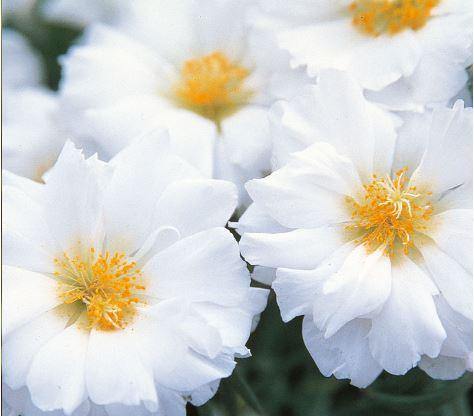 Portulaca Sunseeker White Flower Seeds - CGASPL