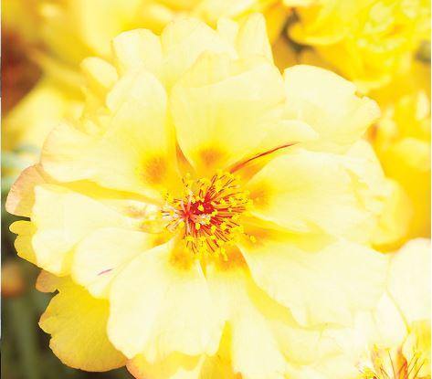 Portulaca Sunseeker Yellow Flower Seeds - CGASPL