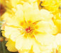 Portulaca Sunseeker Yellow Flower Seeds - CGASPL