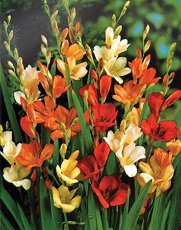 Tritonia Mix Color Flower Bulbs (Pack of 10) - CGASPL