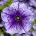 Petunia Single Gf. Tritunia Blue Veined Flower Seeds - CGASPL