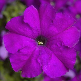Petunia Single Gf. Tritunia Violet Flower Seeds - CGASPL