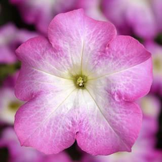 Petunia Single Gf. Tritunia Pink Morn Flower Seeds - CGASPL