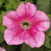 Petunia Single Gf. Tritunia Pink Veined Flower Seeds - CGASPL