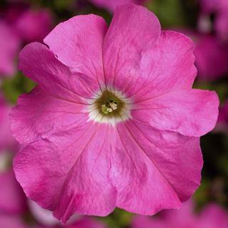 Petunia Single Gf. Tritunia Pink Flower Seeds - CGASPL