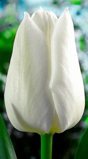 Tulip Agrass White Flower Bulbs (Pack of 10) - CGASPL