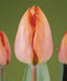 Tulip Amazone Salmon Color Flower Bulbs (Pack of 10) - CGASPL
