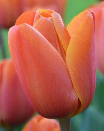 Tulip Annie Schilder Flower Bulbs (Pack of 10 Bulbs) - CGASPL