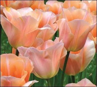 Tulip Apricot Beauty Flower Bulbs (Pack of 10) - CGASPL