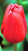 Tulip Arie Hoek Flower Bulbs (Pack of 10 Bulbs) - CGASPL
