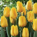 Tulip Banjaluka Yellow Flame Flower Bulbs (Pack of 10 Bulbs) - CGASPL