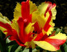Tulip Flaming Parrot Flower Bulbs (Pack of 10 Bulbs) - CGASPL