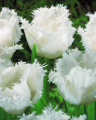 Tulip Honeymoon White Flower Bulbs (Pack of 10) - CGASPL