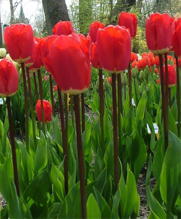 Tulip Iking Flower Bulbs (Pack of 10 Bulbs) - CGASPL