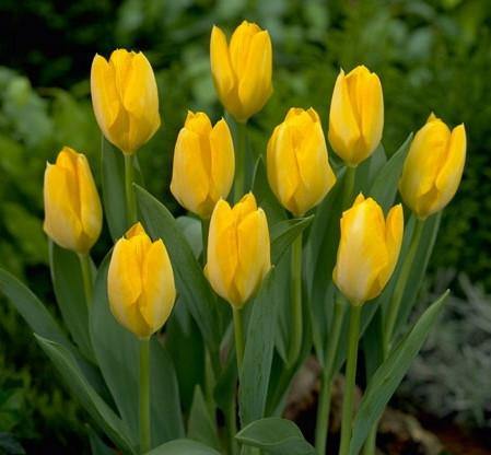 Tulip Kikomachi Flower Bulbs (Pack of 10 Bulbs) - CGASPL