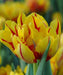 Tulip Monsella Yellow-Red Flower Bulbs (Pack of 10 ) - CGASPL