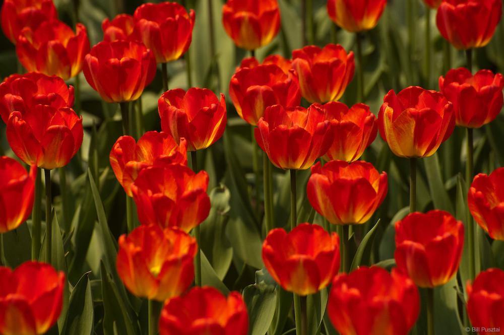 Tulip Orange Queen Flower Bulbs (Pack of 10) - CGASPL