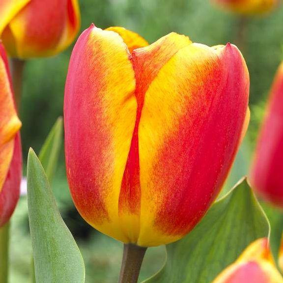 Tulip Oxford Red-Yellow Flower Bulbs (Pack of 10) - CGASPL