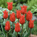 Tulip Pretty Women Red Flower Bulbs (Pack of 10) - CGASPL