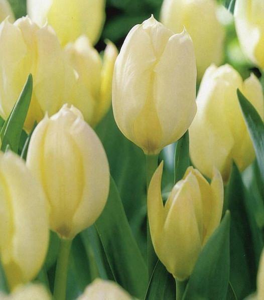 Tulip Purissima Flower Bulbs (Pack of 10) - CGASPL